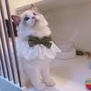 Fazzoletto da collo per animali domestici, accattivante, creativo, con fiocco, per gattini e cuccioli, con campanello per fotografia