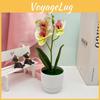 Butterfly Three Flowers Orchid Green Plant For Home Office Decoration
