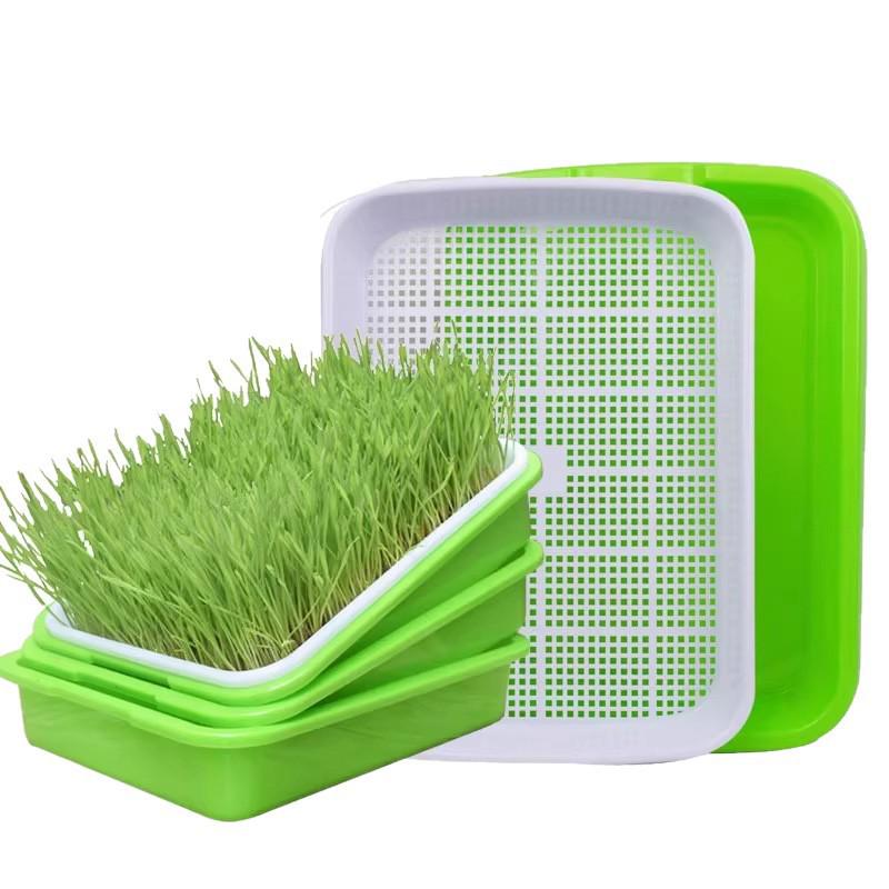 Hydroponic Seedling Tray for Soilless Growing: Vegetable, Bean, Wheat, Garlic Cultivation