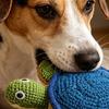 Meeresbewohner Hundespielzeug, Quietschendes Stofftier Hundekauspielzeug, Knisternder Hummer Oktopus Schildkröte Welpen Zahneinlage Spielzeug, Interaktives Spielzeug für Große Kleine Mittlere