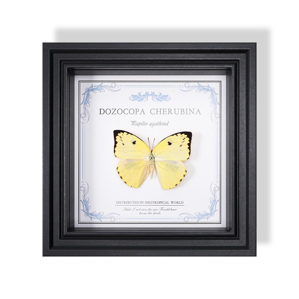 Wall-Mounted Butterfly Specimen Photo Frame: Home Decor & Gift for Valentine's Day, Qixi, Birthday, Couples & Insect Lovers