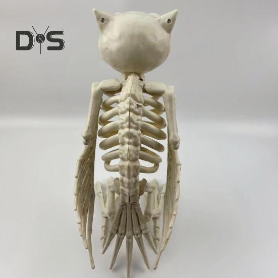 Halloween Skeleton Owl Decoration Realistic 12" Skeleton Animal Figure Plastic Owl Bone Model for Haunted House Party Decor