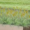 5Pcs Artificial Plants Foxtail Grass Decor Lifelike Faux Greenery Home Decoration for Living Room, Office, Patio Housewarming Gift