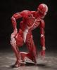 figma Human Body Model, Non-Scale, ABS & PVC, Painted, Movable Figure, F51042