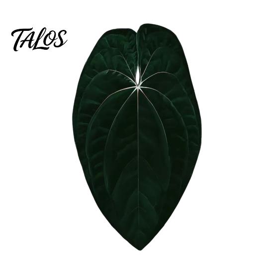 Botanical Fridge Magnets 3D Tropical Plants Refrigerator Magnet, Acrylic Green Decorative Plant Home Decor Memo Notes Photo Holder for Kitchen Office