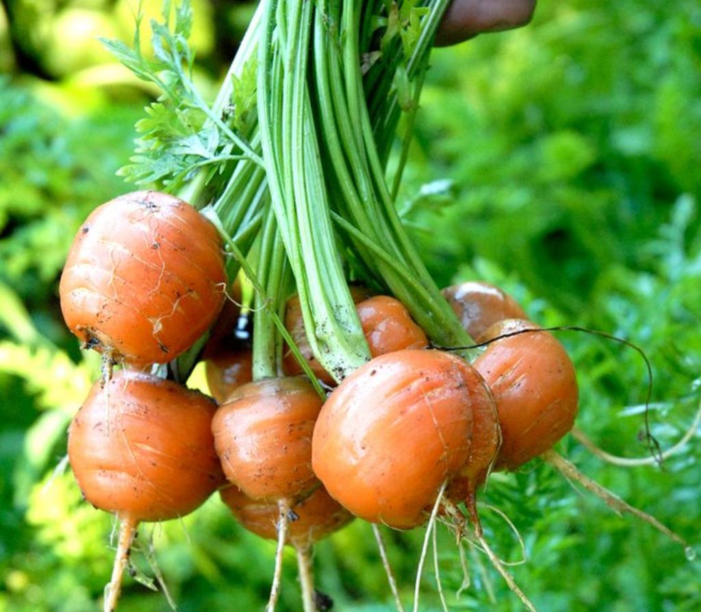 300 Parisian Carrot Seeds - Garden Terrace Pot Culture - Reproducible Peasant Seeds - SemiSauvage