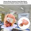 Modelo de Anatomia do Cérebro Humano, Modelo de Artéria Cerebral, Modelo Anatômico de Cabeça e Cérebro