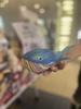 Canvas Doll Sunfish M 16 x 14 x 4.5cm Message Colored Paper Gift Present Art Workshop Present Get Well Gift Celebration