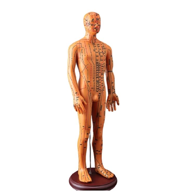 

Human Acupuncture Practice Model with Acupoints and Meridians Point Male Acupuncture Model Female Acupuncture Model