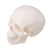 Skull Display Model 1Celsius2 Human Skull Model Teaching Educational Tool for Students Artists