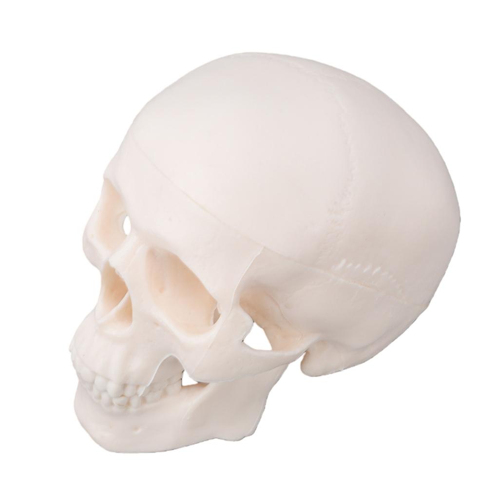 Skull Display Model 1Celsius2 Human Skull Model Teaching Educational Tool for Students Artists