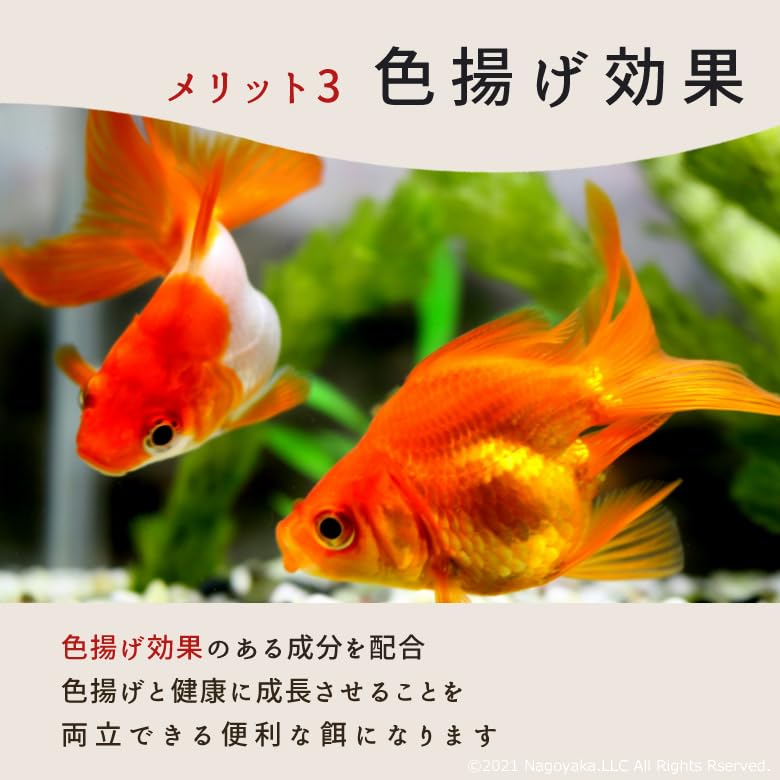 Waka Special Goldfish Medium Tropical Young Color Nutritional Food, Grain, 100g, Fish, Betta, Pleco, Fish, Sinking, Enhancement,