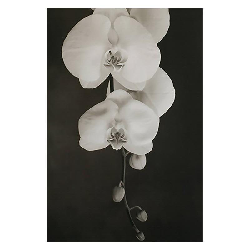 3PCS Black and White Beautiful Flower Canvas Painting Nordic Minimalist Posters Living Room Interior Wall Art Picture Home Decor