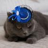 Sequin Pet Halloween Hat Adjustable Pet Decorative Hat Pet Accessories Cat Lace Hat  Photo Prop