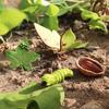 Mini Animal Life Cycle Home Desktop Decoration Biomimetic Plant Animal Growth Cycle Model Set School Biology Teaching Tools TMZ