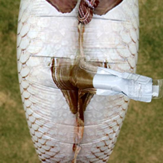 6 Pcs Fish Shaped Foil Balloons Realistic Carp Balloons for Fishing Themed Birthday Party Baby Shower Supplies
