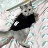 Spring Winter Sphynx Cat Clothes Warm Pet Knitting Sweater for Cats Gotas Dog Pullovers mascotas Clothing Costume katten kleding