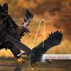 1 Pièce Figurine Aigle d'Extérieur Suspendue Répulsif Oiseaux Aigle en Plastique Ornement Aigle Oiseau Volant Vif Leurre Faucon Épouvantail de Jardin