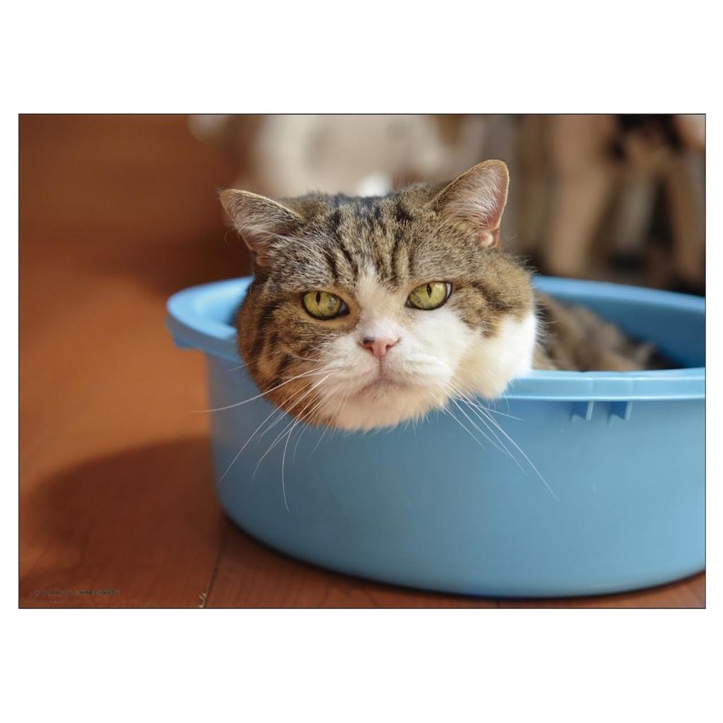 2026 Calendar Maru-chan (Desktop)