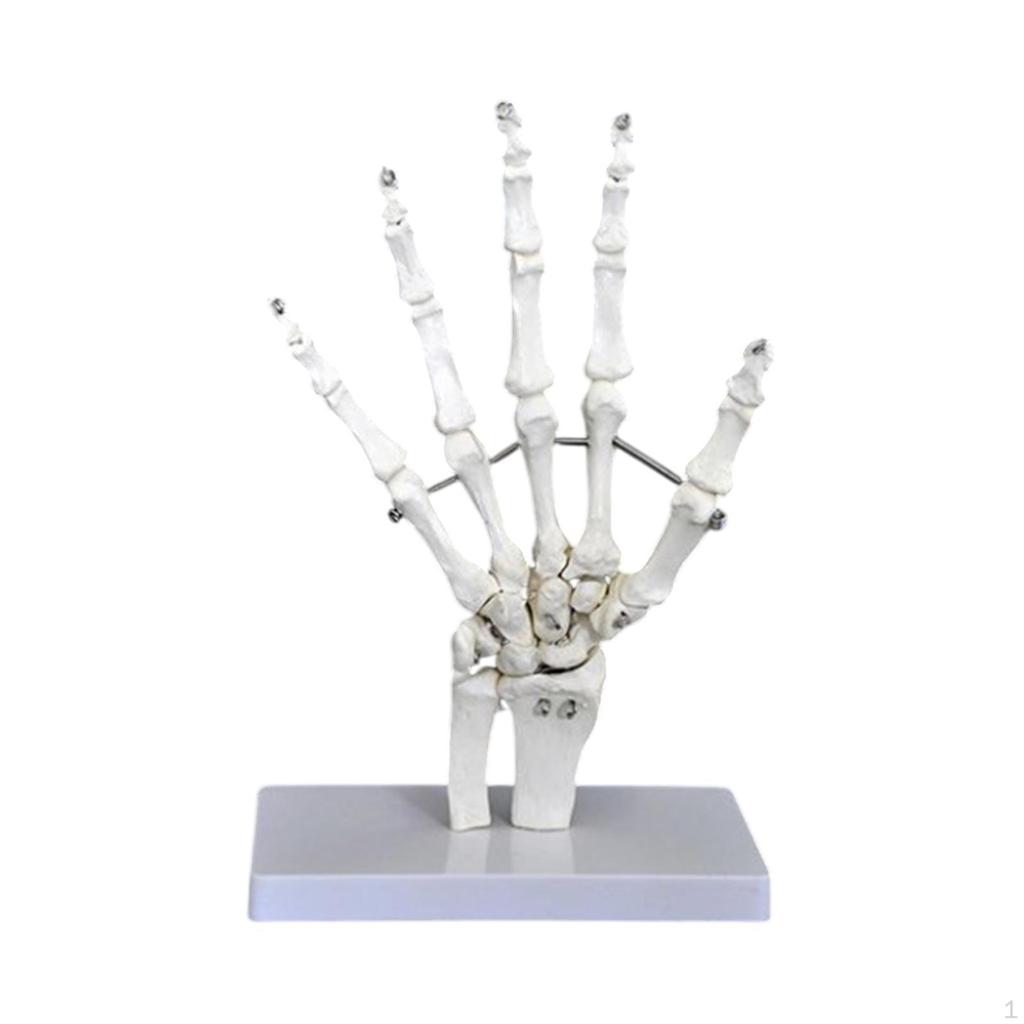 Model lidského kloubu pro vzdělávací účely, Lékařská zobrazovací pomůcka, Věda o kosterní struktuře