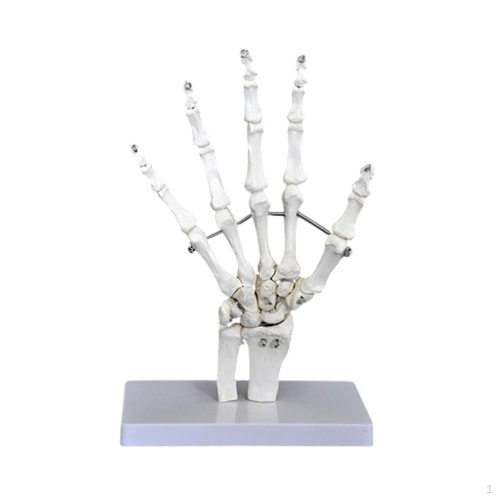 

Модель человеческого сустава для образовательных целей, медицинский дисплей, наука о структуре скелета Hand