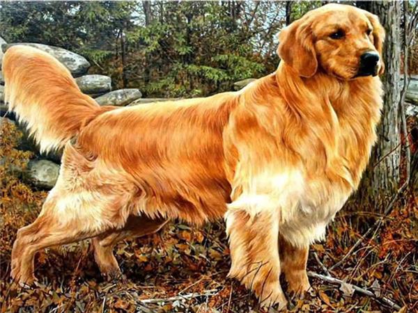 5d Diy Diamond Painting Labrador Dog Room Decor Diamond Embroidery Animal Natural Scenery Mosaic Crystal Picture