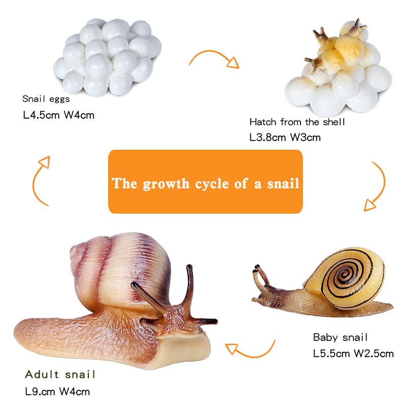 Realistic Snail Action Figure Toy - Collectible Animal Model, Educational Kids Gift