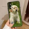 Golden Retriever Dog Case For Samsung Galaxy A15 A16 A17 A26 A36 A56 A55 A35 A52 A32 A12 A53 A33 A13 A14 A34 A54