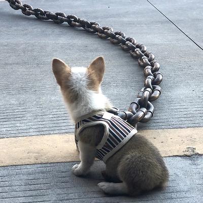 Köpek – Köpek Tasmaları ve Tasma Kayışları
