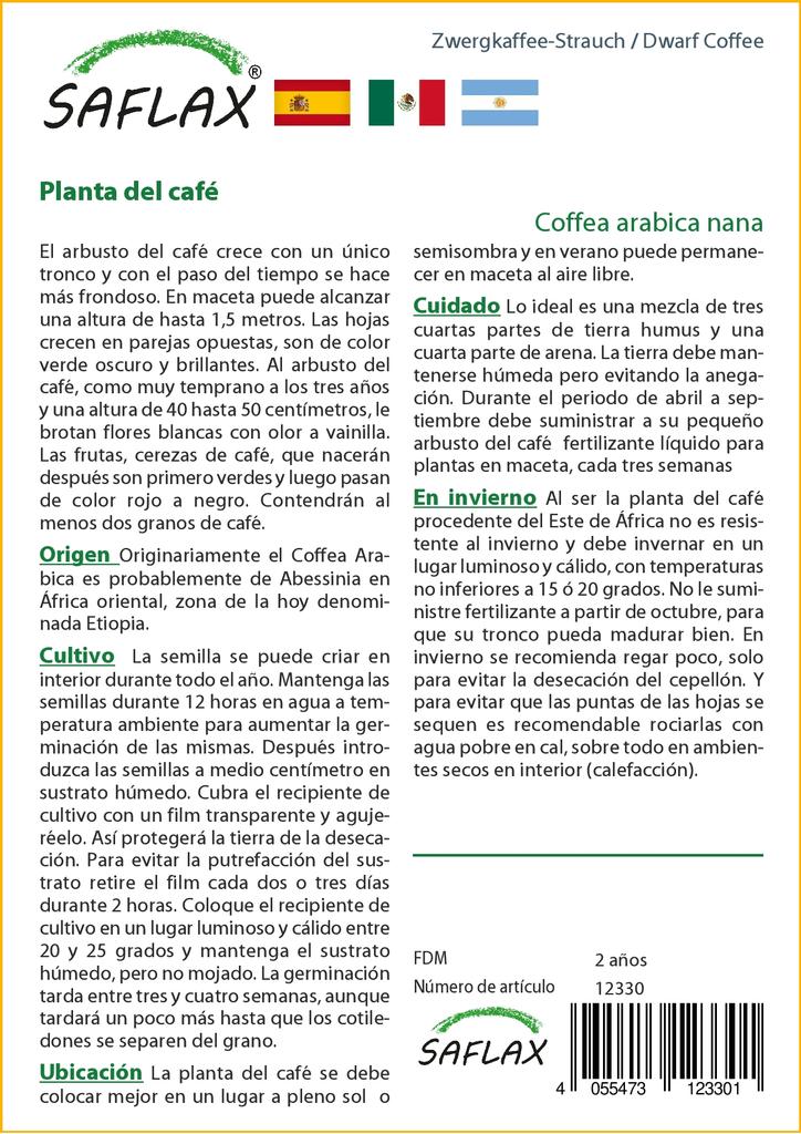 SAFLAX Dwarf Coffee - 8 Seeds - Coffea Arabica Nana