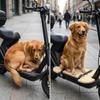 Wooden Dog Bike Rack, Front for Electric Vehicles, Easy to Install.