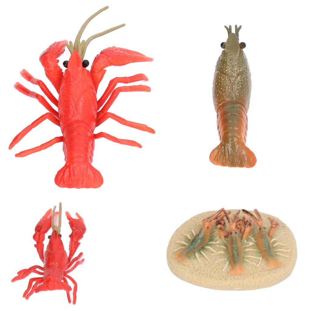 Simulation Lobster Growth Cycle Model Vivid Crayfish Life Cycle Figurines for Kids Education Toy Home Decoration