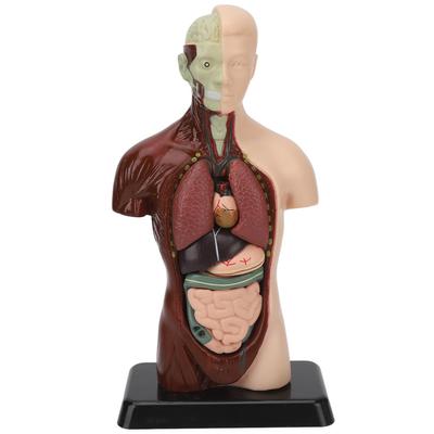 Human Body Model Detachable Simulation Unisex Human Torso Model for Teaching Study Students
