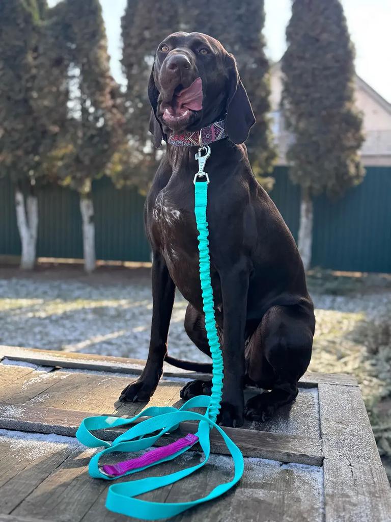 Dog Leash with Shock Absorber, Adjustable, Shortened, with Handle, 280cm, MINT, AMOhand, Fasten