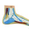 Model anatomic de picior uman scheletic medical practice cu semne digitale pentru cercetare