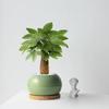 SEE KEAN Easy-Care Money Tree Potted Plant
