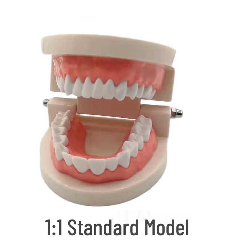 Kindergarten Oral Care Teaching Model for Children Small Brushing