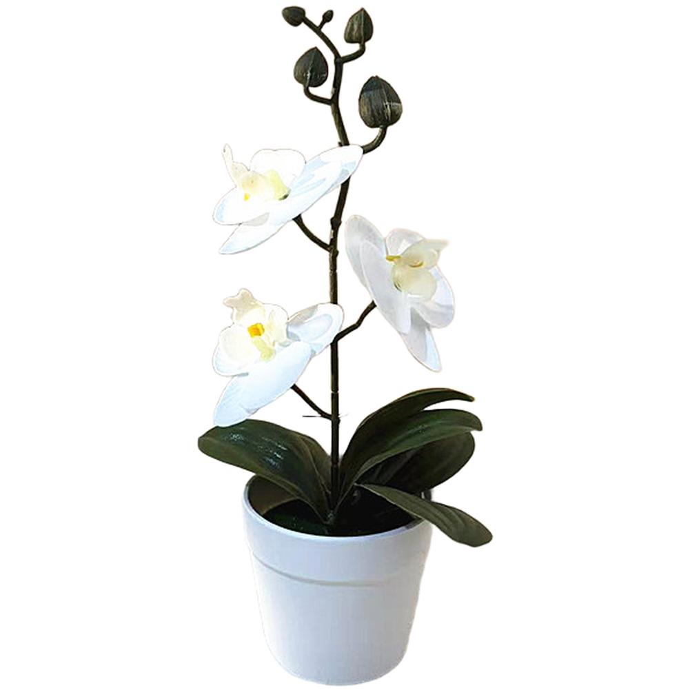 Phalaenopsis Orchid 3D Orchid Bonsai Lifelike Butterfly Shape