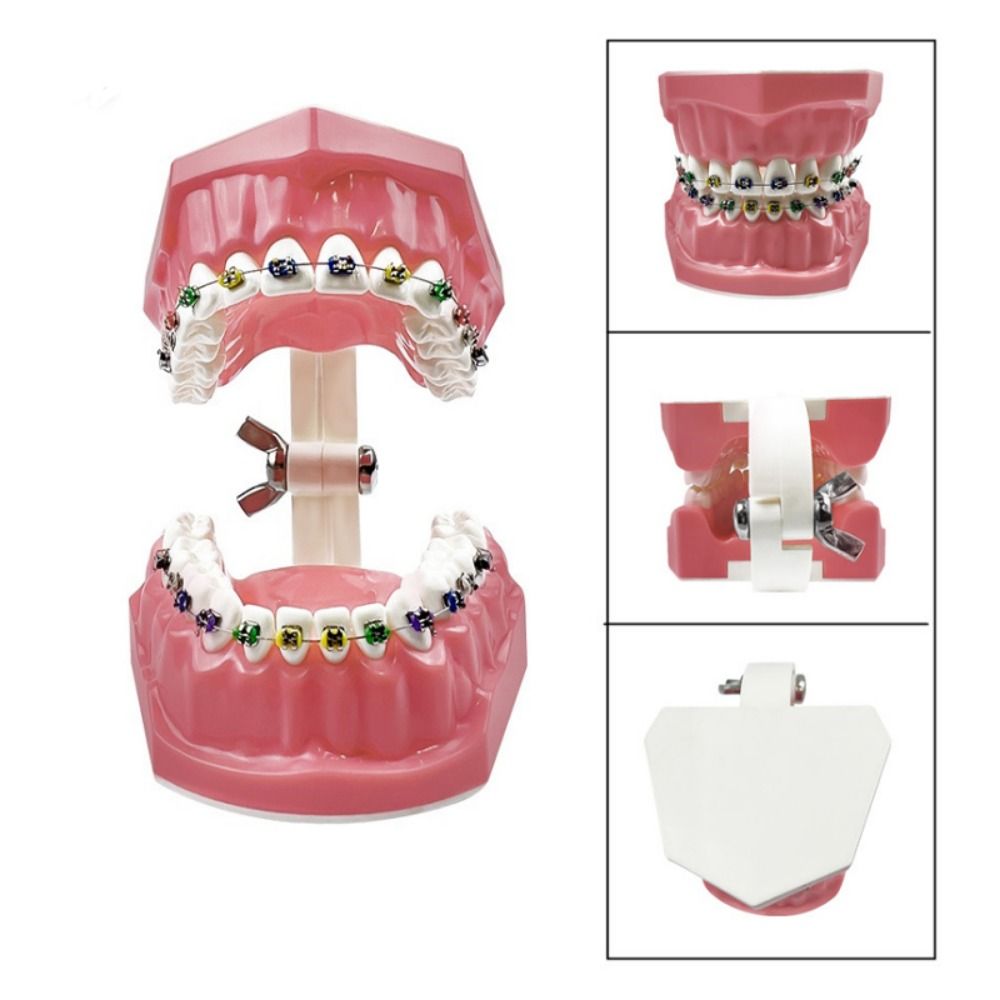 

Standard Size Dental Demonstration Structure Adjustable Ortho Jaw Model Studying