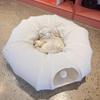 Produse pentru animale – Mobilier pentru animale de companie