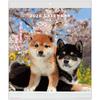 Active Corporation 2026 Calendar Wall Hanging DOG Wall Calendar Starts January 2026 26ACL-01