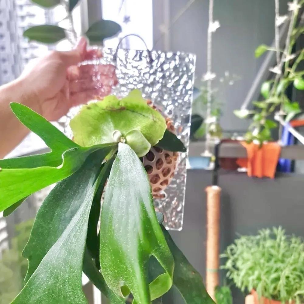 Plastic Plants Soil Protector Cover Transparent Transparent Floral Hole Cover  for Flower Lovers