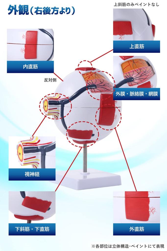 KIYOMARU 6x Large Eyeball Model that Opens and Disassembles, Human Anatomy Model, 3D Model