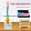 Medical Human Spine Model, 45CM Skeleton with Vertebrae (Cervical, Thoracic, Lumbar), Sacrum, Coccyx, and Pelvis.