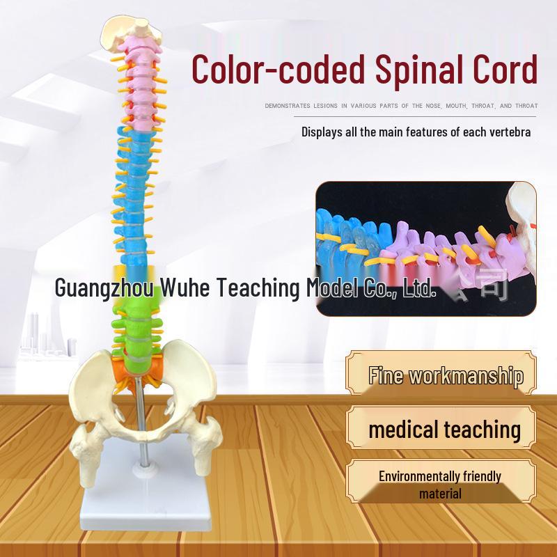 Medical Human Spine Model, 45CM Skeleton with Vertebrae (Cervical, Thoracic, Lumbar), Sacrum, Coccyx, and Pelvis. 039462