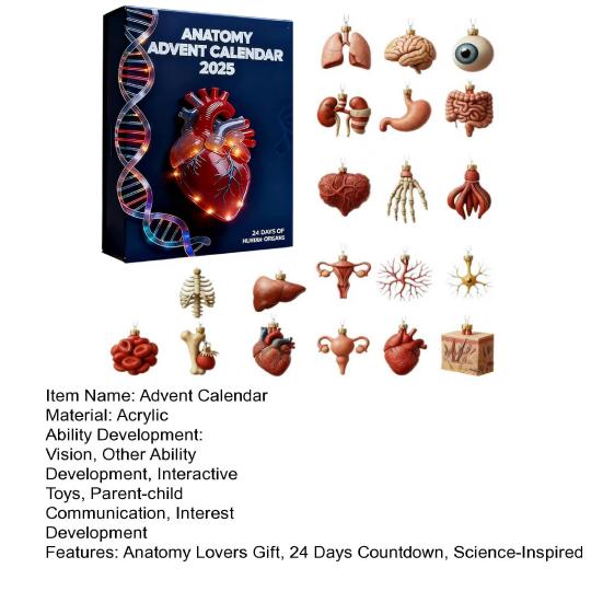 Anatomy Advent Calendar 24 Days Body Parts Countdown Calendar Gift Box with 24 Miniature Organ Acrylic Hanging Ornament Nurses Anatomy Lovers Gift
