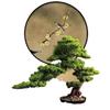 Potted Pine Bonsai for Indoor Living Room - Real Tree Landscape Decoration