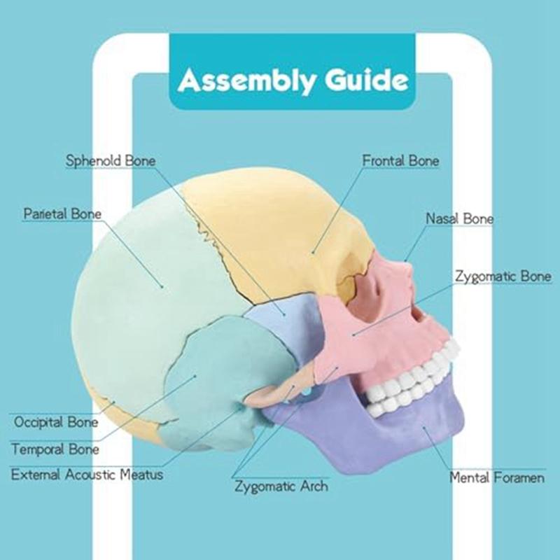 Modello Cranio Anatomico, Puzzle Cranio Anatomia Umana, Mini Modello Cranio Umano Smontabile, Insegnamento Clinico