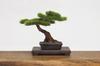 PLATZ The Bonsai II Plastic Model 1/12 BON-02