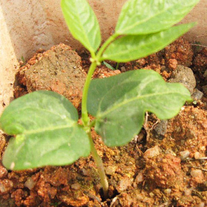 Nicht-Gemüsepflanzen für den Gemüsegarten
